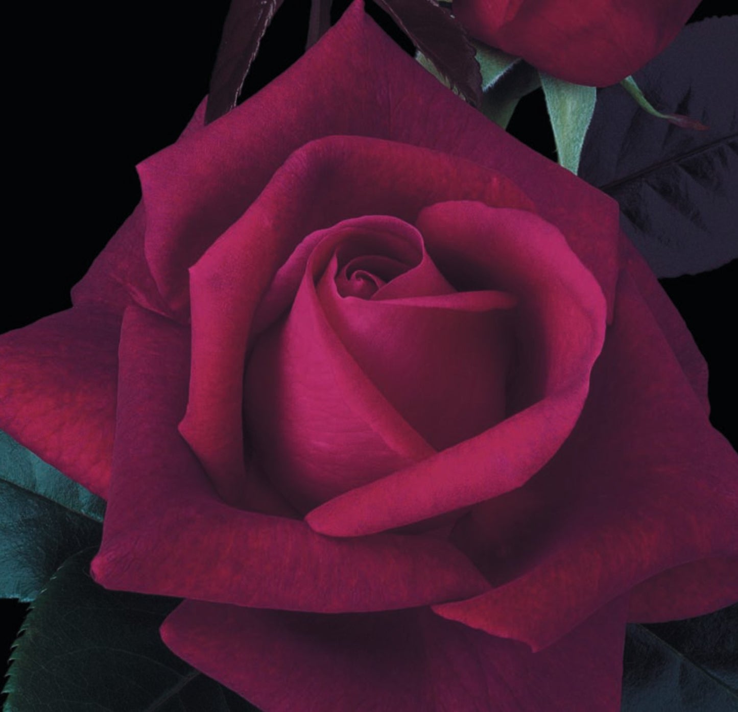 Roses - Lasting Love