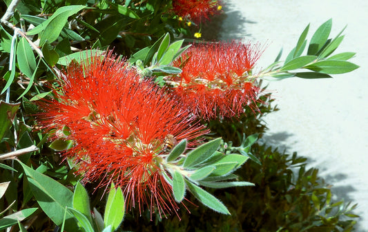 Shade - Lemon Bottle Brush Tree