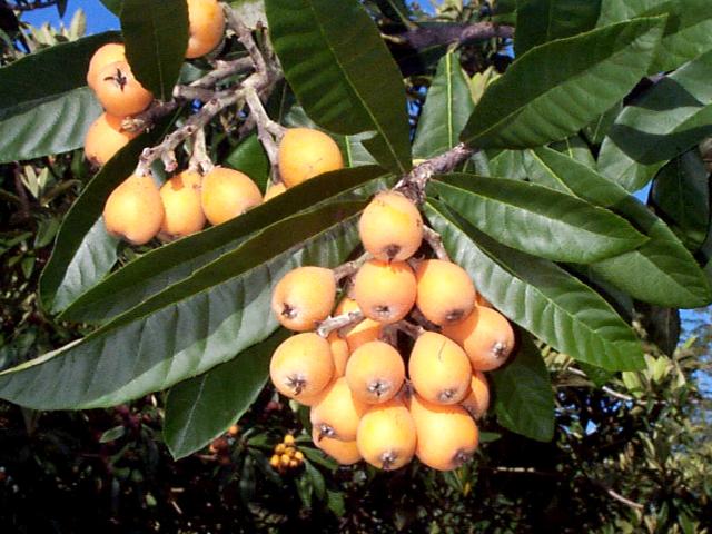 Tropical - Loquat