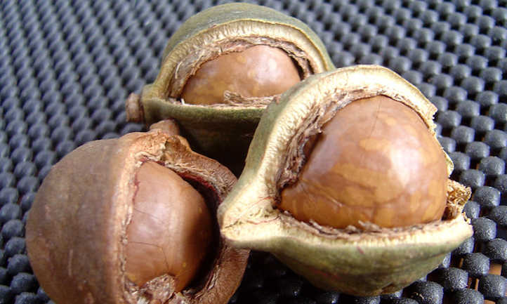 Nut - Macadamia