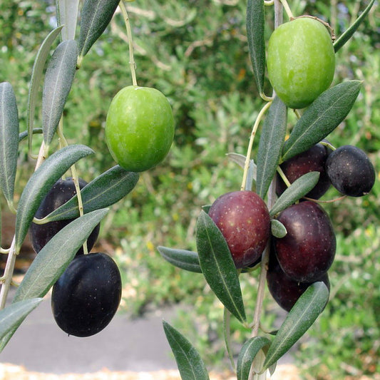 Olives - Manzanillo - PRE-ORDER