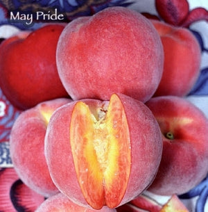 Peach - May Pride