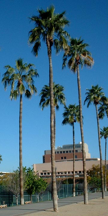 Palm - Mexican Fan Palm