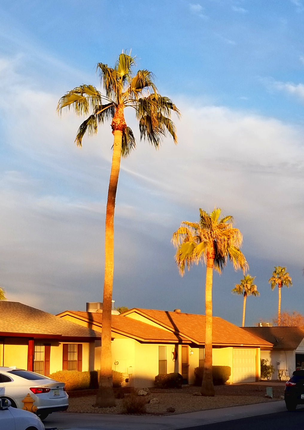 Palm - Mexican Fan Palm
