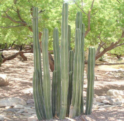 Cactus - Mexican Fencepost