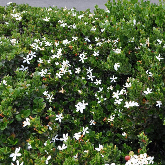 Shrubs - Natal Plum