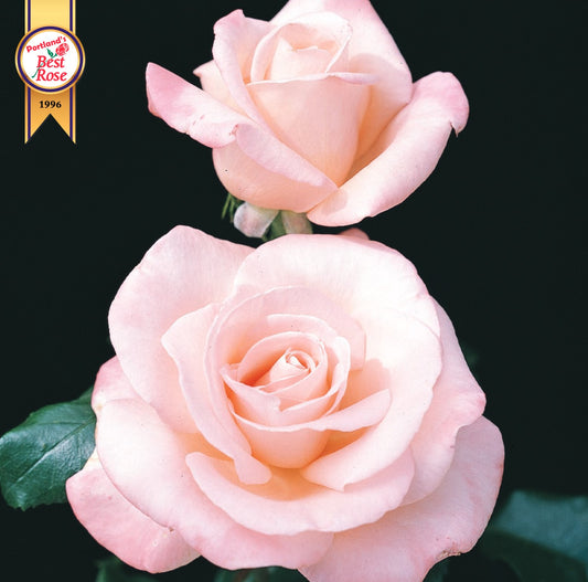 Roses - New Zealand