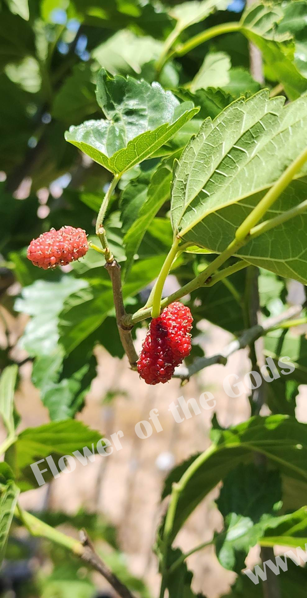 Mulberry - Oscar