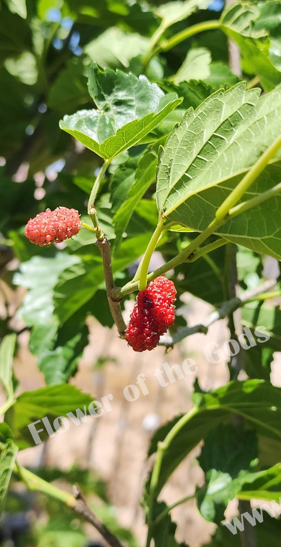 White Fruited American Beautyberry, French Mulberry, Wild Goose's