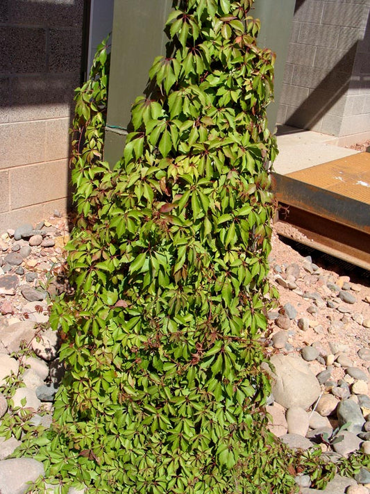 Vines - Hacienda Creeper