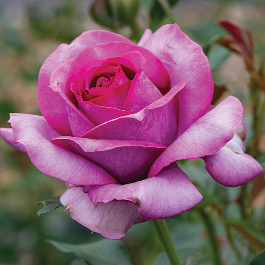 Tree Roses - Perfume Factory