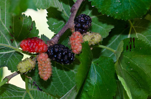 Mulberry - Persian