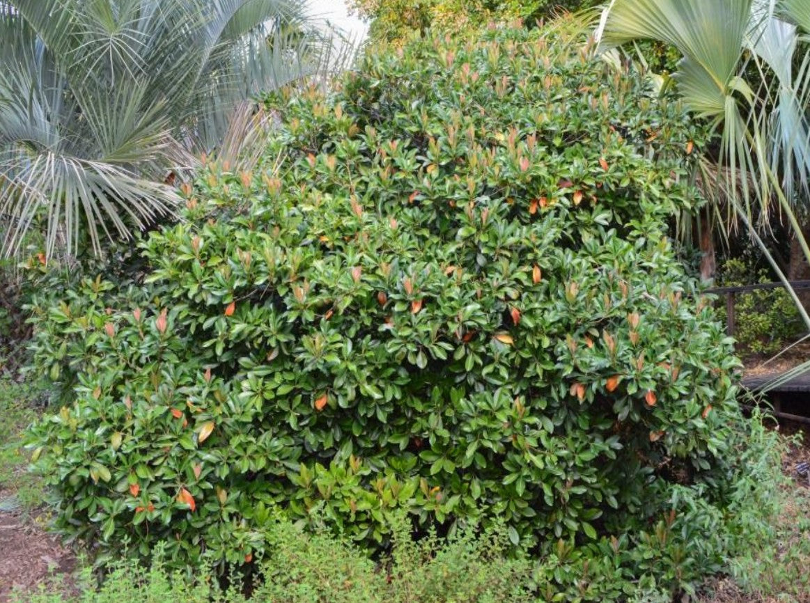Shrubs - Photinia