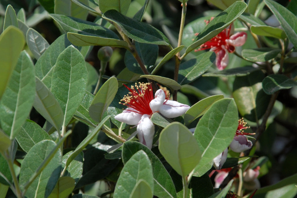 Shrubs - Pineapple Guava