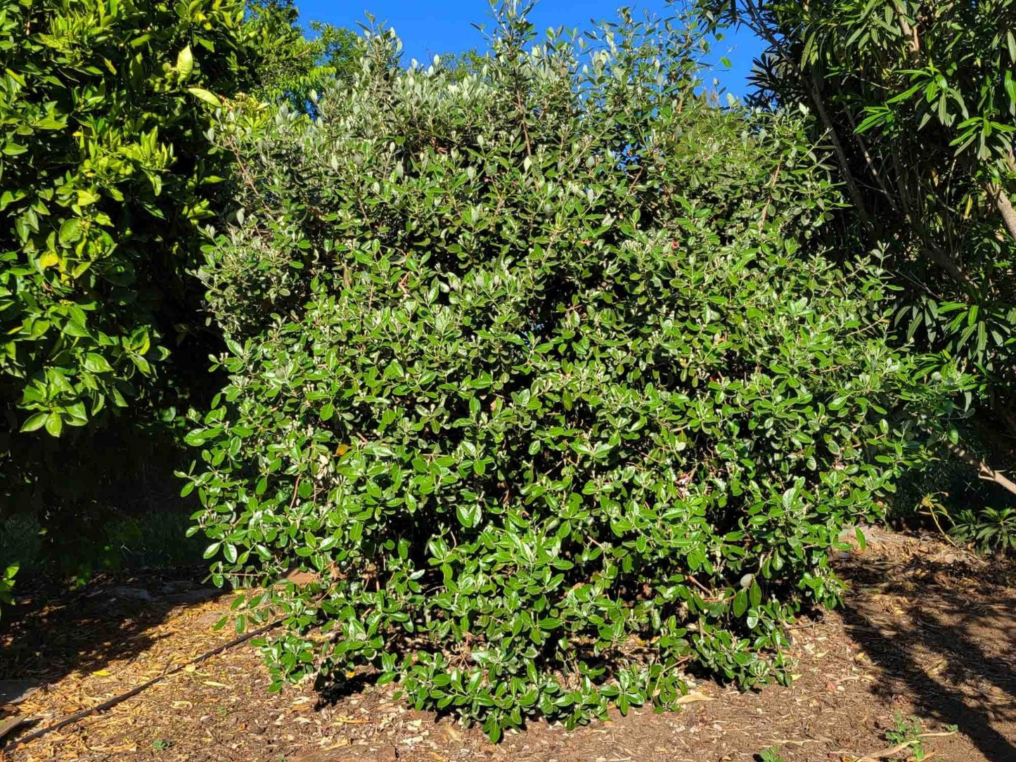 Shrubs - Pineapple Guava