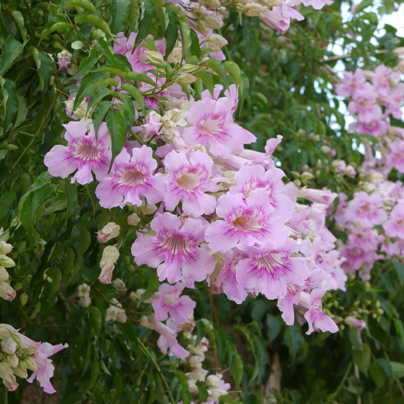 house plant vine with pink flowers Vines