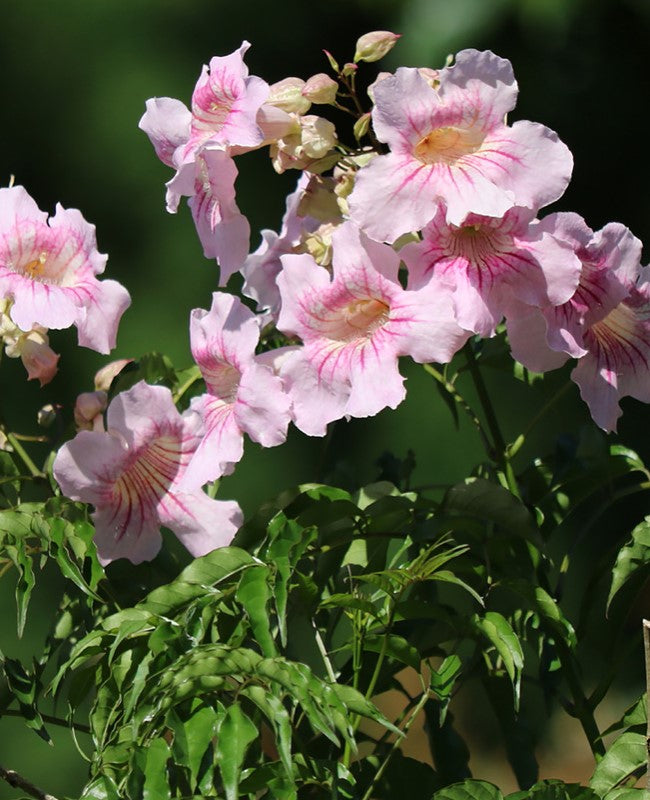 house plant vine with pink flowers Vines