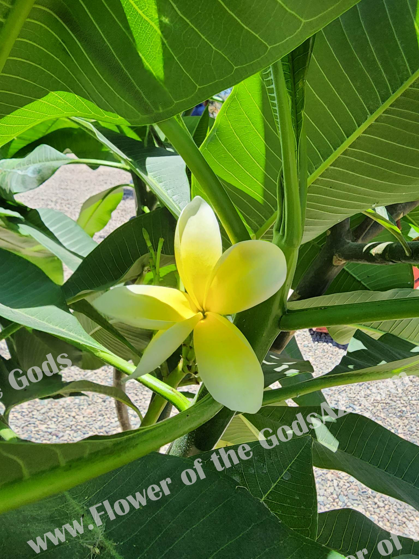 Tropical - Plumeria