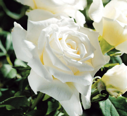 Roses - Pope John Paul II