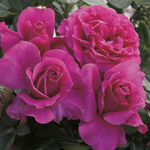 Tree Roses - Pretty Lady Rose