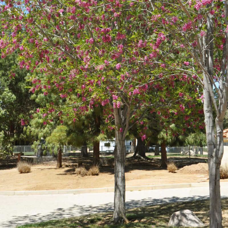Shade - Purple Robe Locust – Flower of the Gods