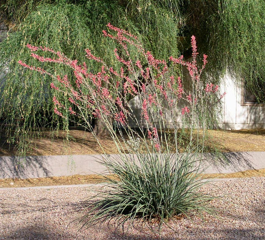 Desert - Red Yucca