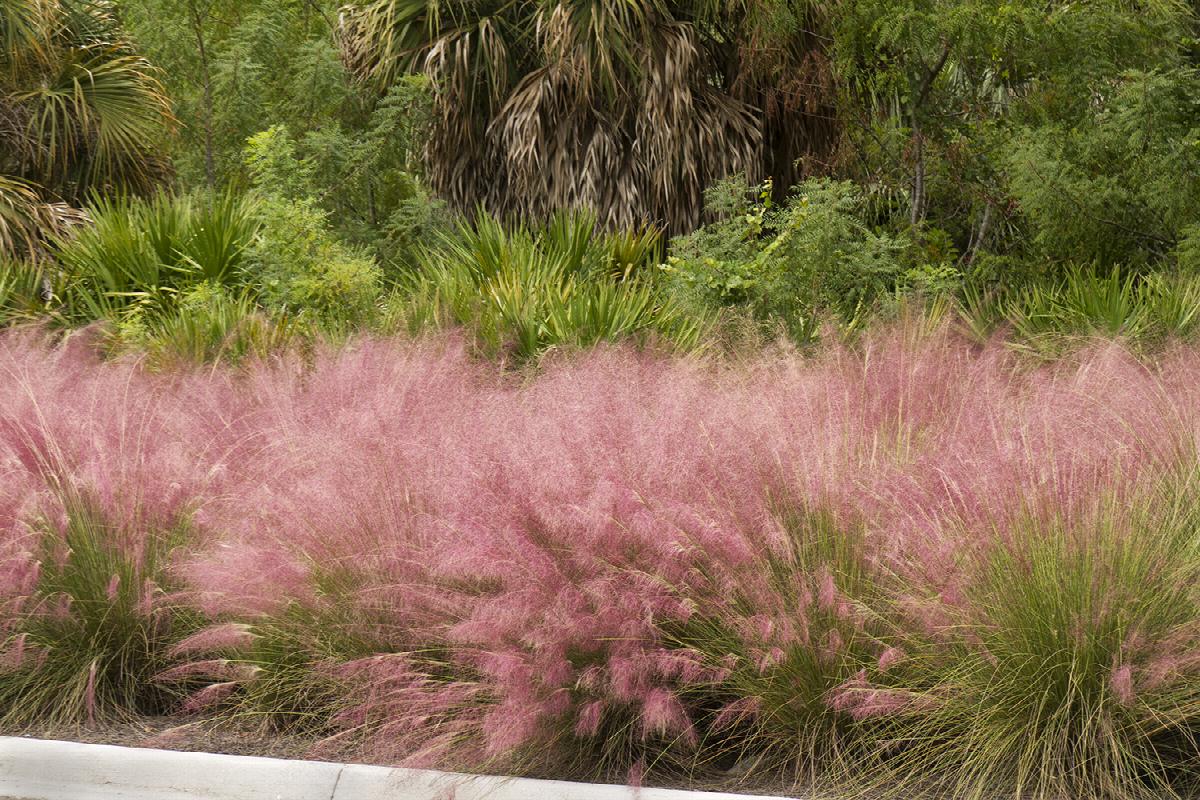 Shrubs - Muhly Grass