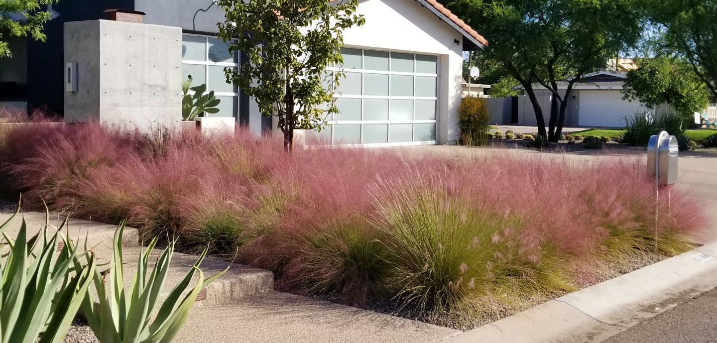 Shrubs - Muhly Grass