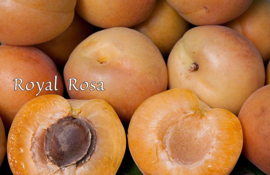 Apricot - Royal Rosa - PRE-ORDER