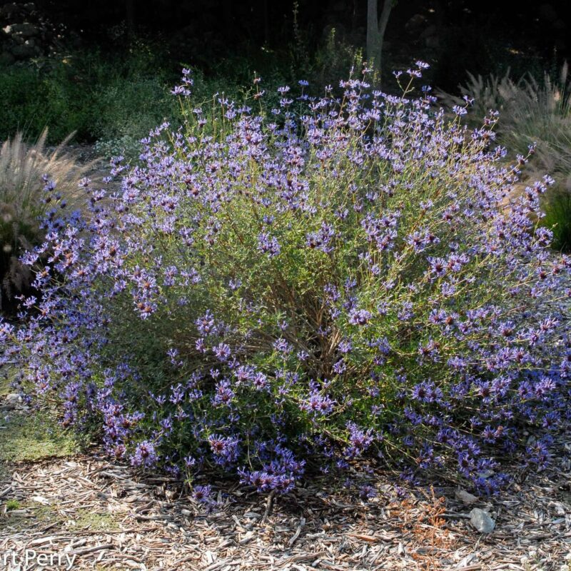 Shrubs - Sage - Cleveland