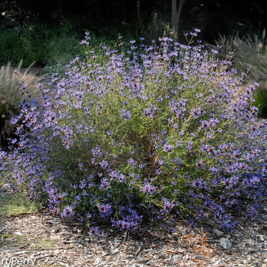 Shrubs - Sage - Cleveland