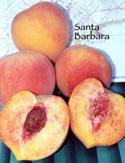 Peach - Santa Barbara