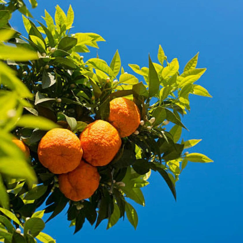 Citrus Orange Sour Orange Flower Of The Gods citrus-orange-sour-orange-flower-of-the-gods