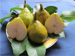 Pear - Southern Bartlett - PRE-ORDER