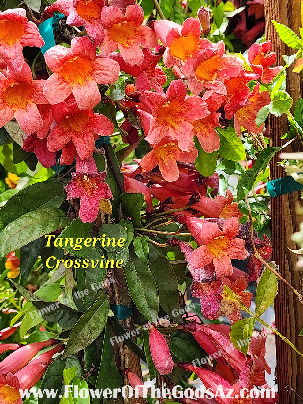 Vines - Tangerine crossvine