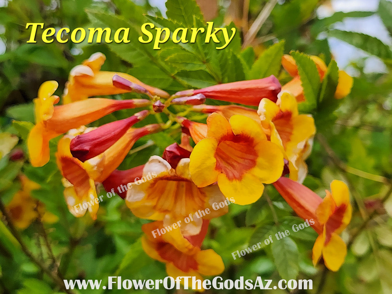 Vines - Tecoma - Sparky