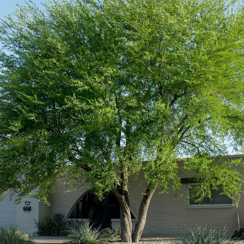 Shade - Texas Ebony