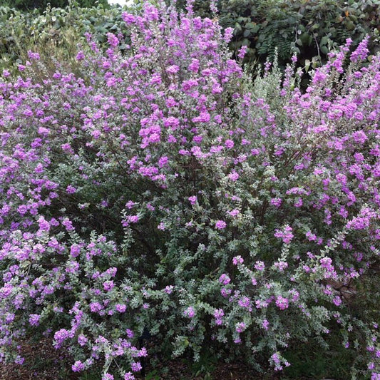 Shrubs - Texas Sage - Compact Texas Sage