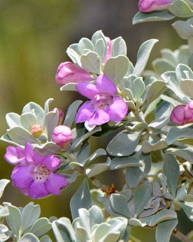 Shrubs - Texas Sage - Compact Texas Sage