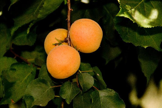 Apricot - Tropic Gold