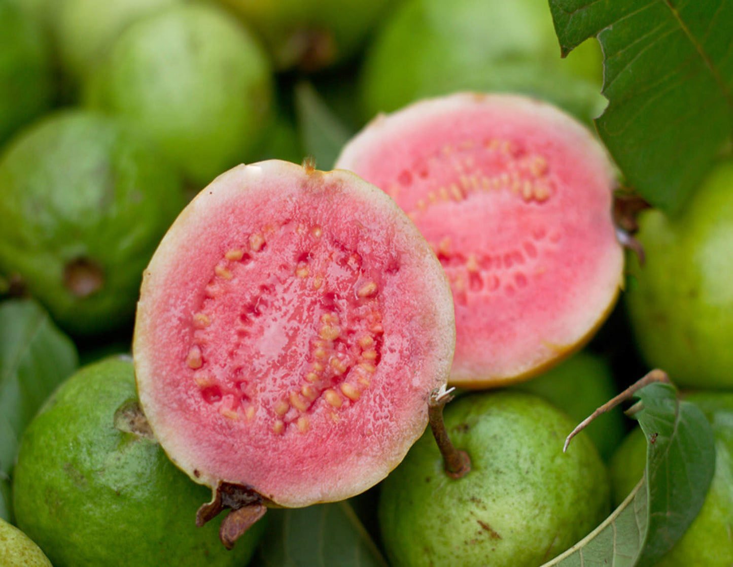 Tropical - Guava