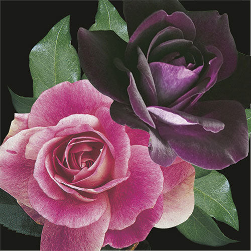 Tree Roses - Two-fer - Brilliant Pink Iceberg & Burgundy Iceberg