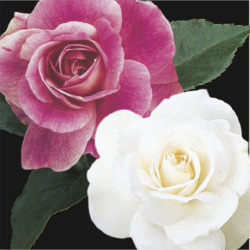 Tree Roses - Two-fer - Brilliant Pink Iceberg & Iceberg
