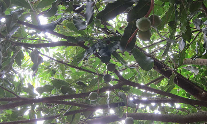 Nut - Macadamia
