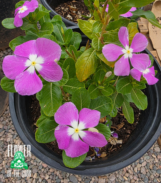 Flowers - Vinca