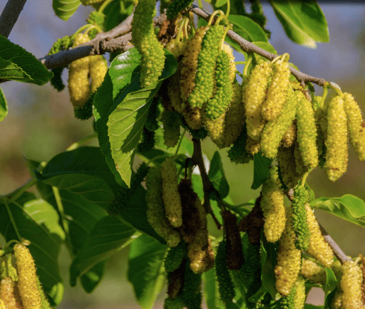 Mulberry - Pakistan White