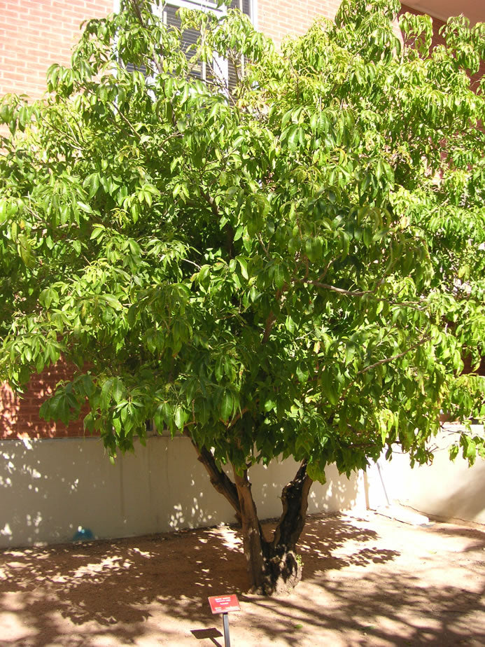 Tropical - Sapote