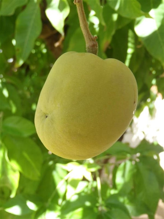 Tropical - Sapote