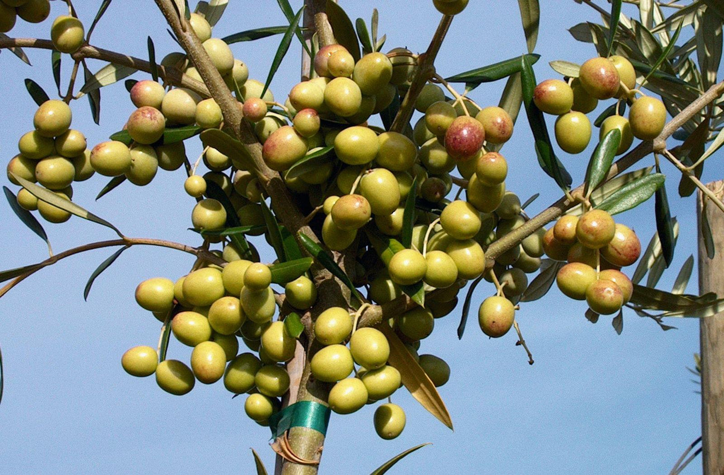 Olives - Arbosana