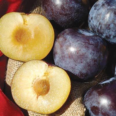 Plum - Catalina - PRE-ORDER
